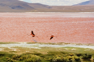 Laguna Colorada 6